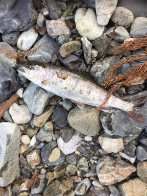 今年初の渓流釣り