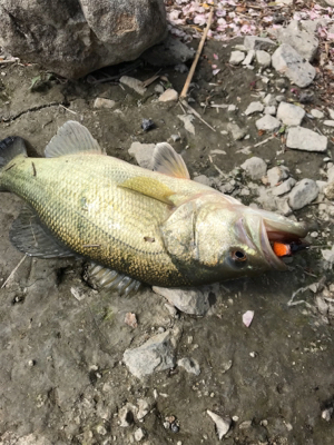 旧吉野川水系にて！