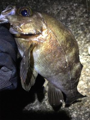 連続メバリング