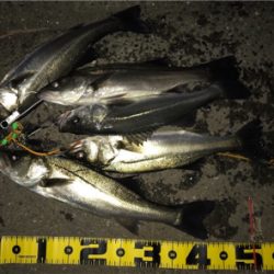 連日釣行を堪能‼︎