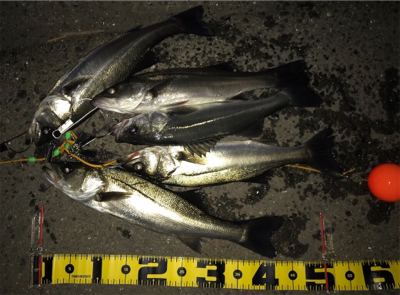 連日釣行を堪能‼︎