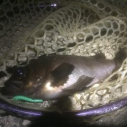 牛乳パック大メバル！