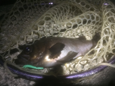 牛乳パック大メバル！