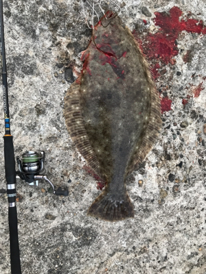 久々〜のヒラメ