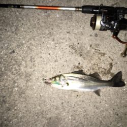 バチパターン開幕？