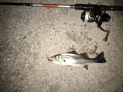 バチパターン開幕？