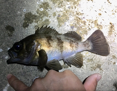 一時間だけメバリング