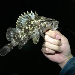 本命のメバル釣れました。