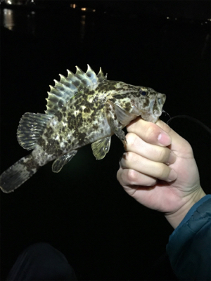 本命のメバル釣れました。