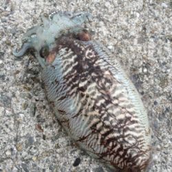 またまたコウイカ