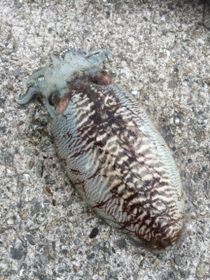 またまたコウイカ