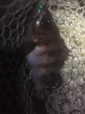 ２打数１安打やけど幸せ