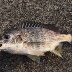 夕まずめ風があり少し肌寒い！