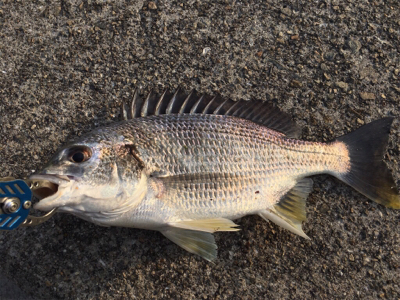 夕まずめ風があり少し肌寒い！