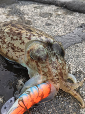 コウイカ連発！