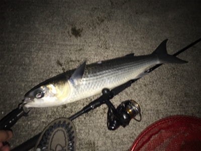 シーバス釣れまてん