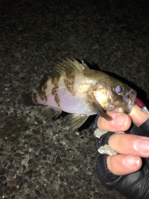 雨上がりのメバリング