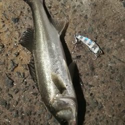 2018年4月12日釣行in姪浜漁港周辺