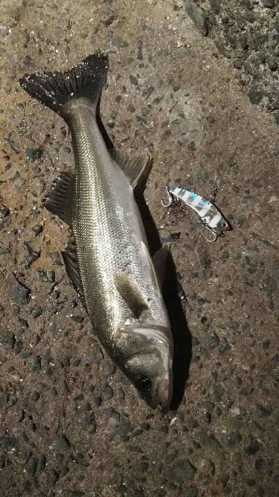 2018年4月12日釣行in姪浜漁港周辺