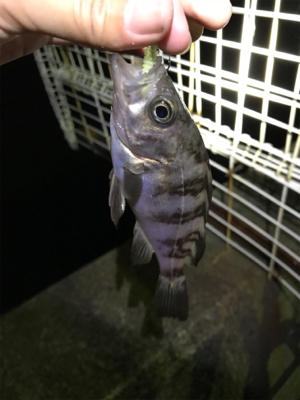 海太郎さんまじパネェッす