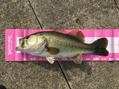 ラバジグで57㎝