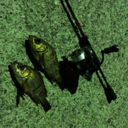 アジメバル調査