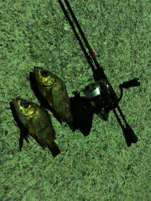 アジメバル調査