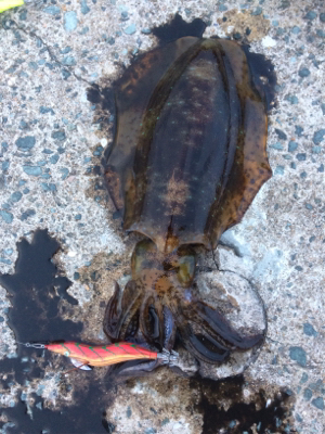 3投目で釣れたっ！