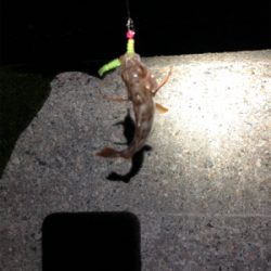 アタリはあるが、、、