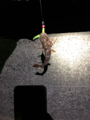 アタリはあるが、、、