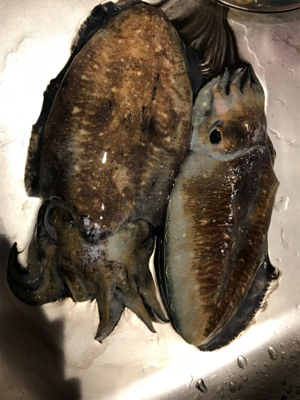 コウイカエギング