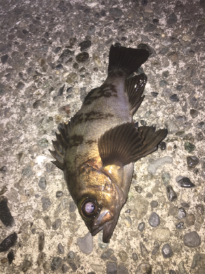 久々のメバリング