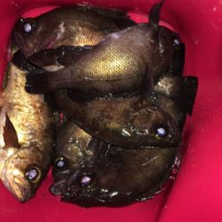 明石でメバリング