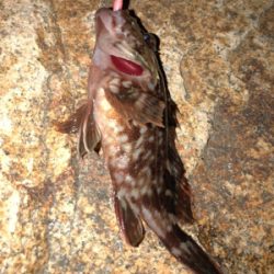 久々なガッシー