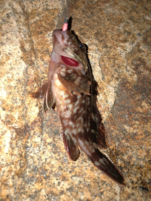 久々なガッシー