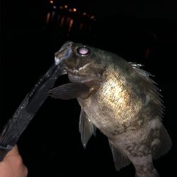 久しぶり河口フィッシング