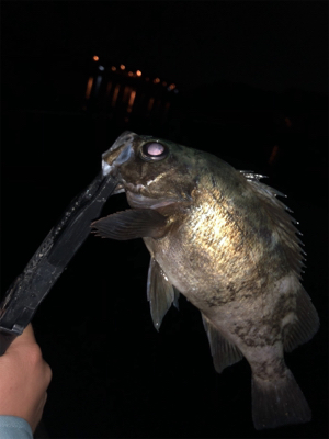 久しぶり河口フィッシング