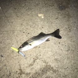 今年初シーバス！はミニサイズ、、