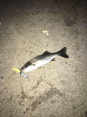 今年初シーバス！はミニサイズ、、