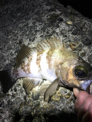 どうしてもメバルが釣りたくて