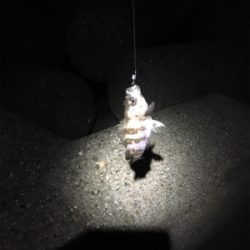 渋いメバリング