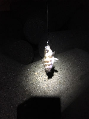 渋いメバリング