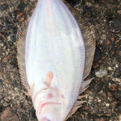 青物調査でソゲ