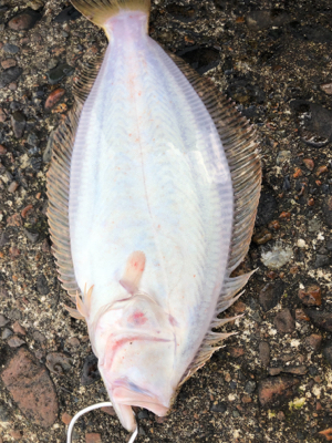 青物調査でソゲ