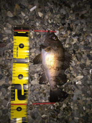 久々にメバリング！