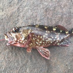 裏切らないカサゴくん