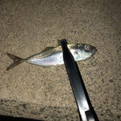 久しぶりの陸っぱりアジング