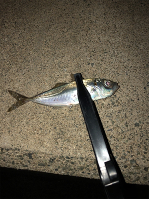 久しぶりの陸っぱりアジング