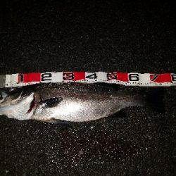 ナイトシーバス