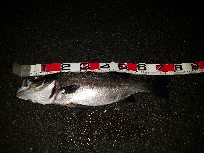 ナイトシーバス